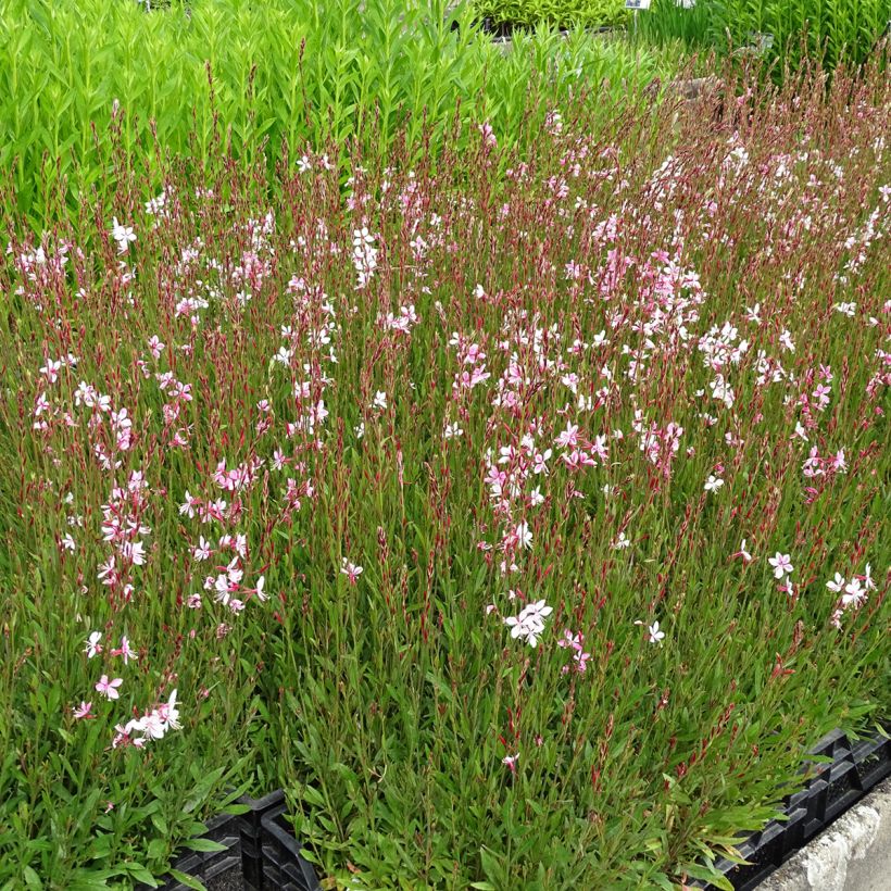 Gaura lindheimeri Siskiyou pink (Plant habit)