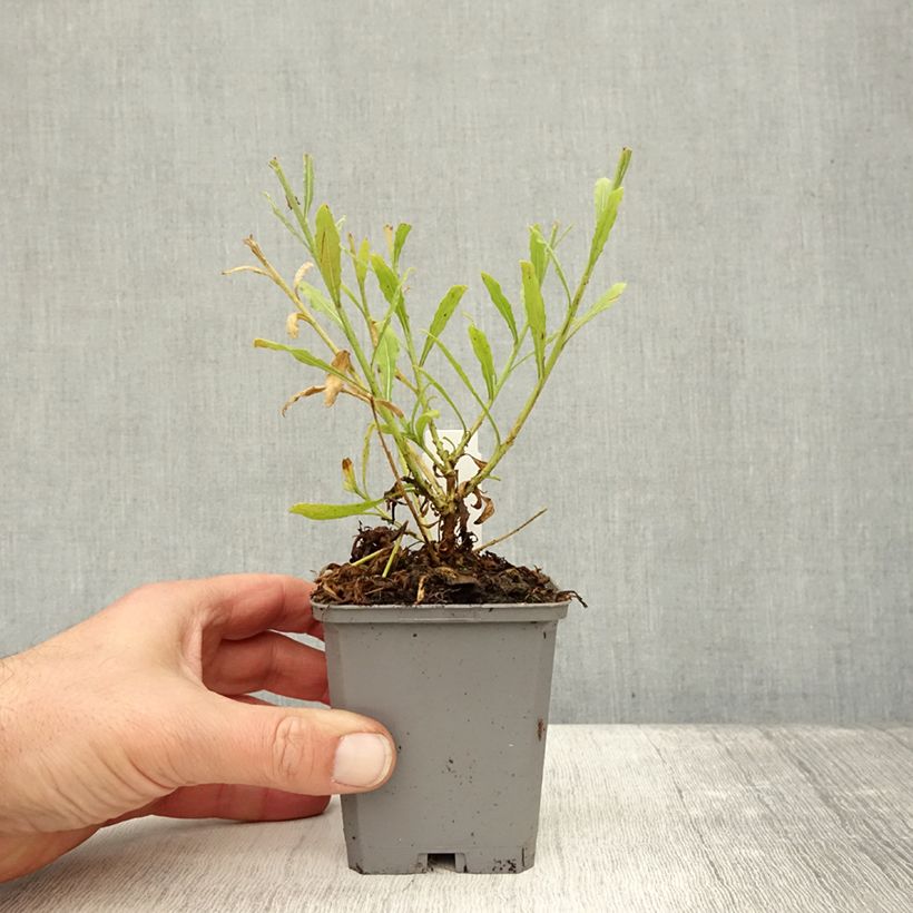Gaura lindheimeri Snowbird 8/9 cm pot sample as delivered in autumn