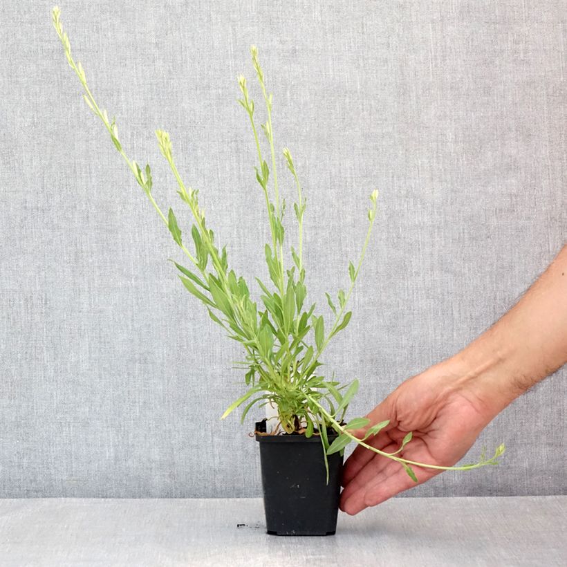 Gaura lindheimeri Snowbird 8/9 cm pot sample as delivered in summer