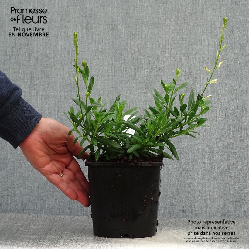 Gaura lindheimeri Snowbird - Pot de 2L/3L sample as delivered in autumn