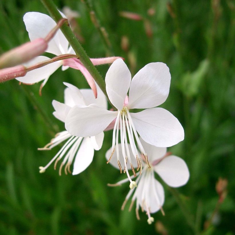 Gaura lindheimeri Summer Breeze (Flowering)
