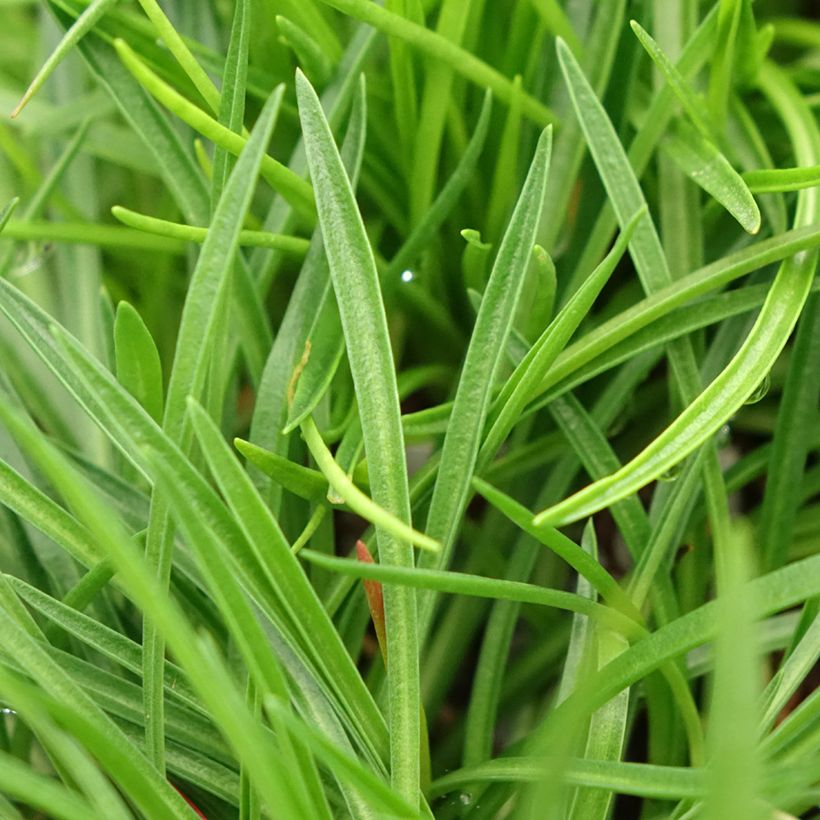 Armeria hybrida Ornament - Sea Thrift (Foliage)