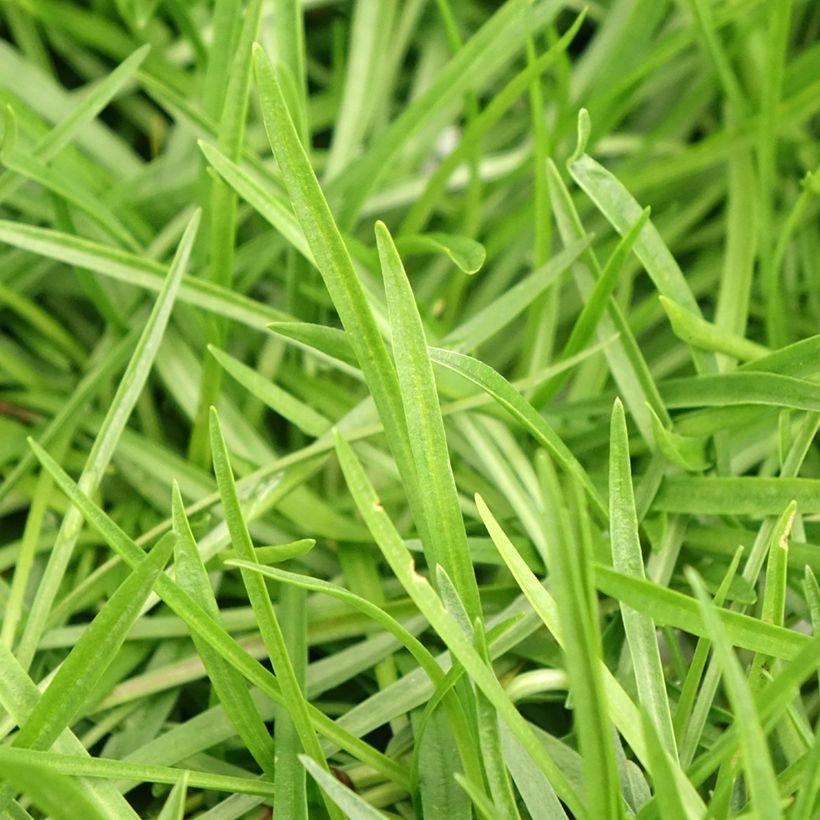 Armeria maritima Alba - Sea Thrift (Foliage)