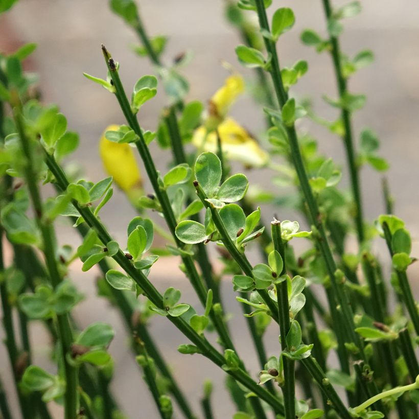 Cytisus scoparius Vanesse (Foliage)