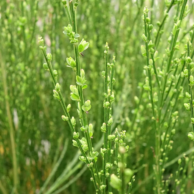 Cytisus scoparius Vanesse (Foliage)