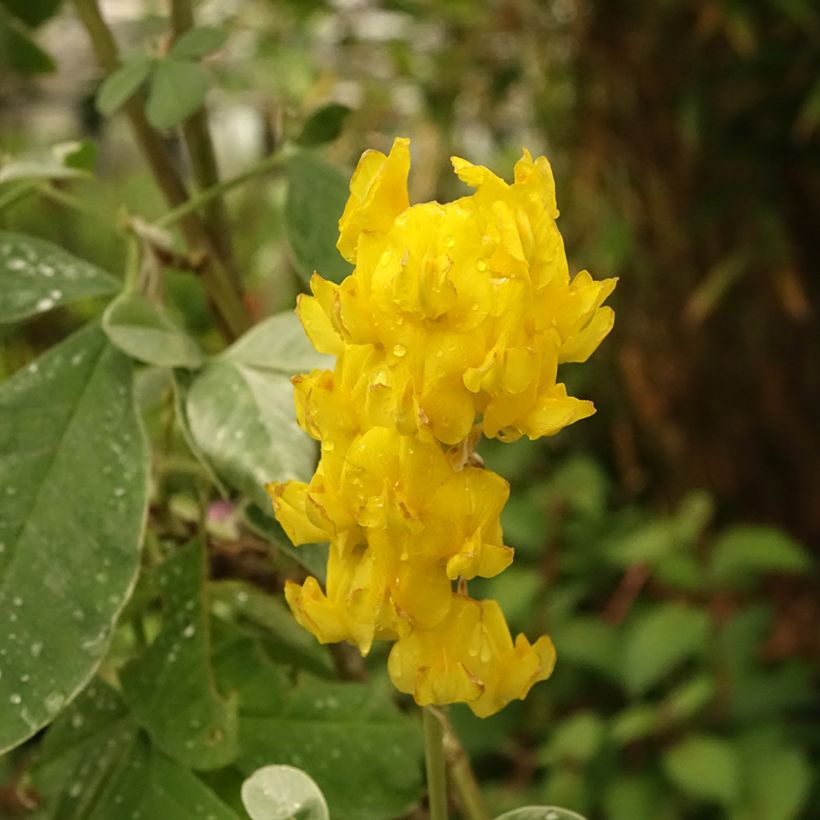 Cytisus battandieri (Flowering)