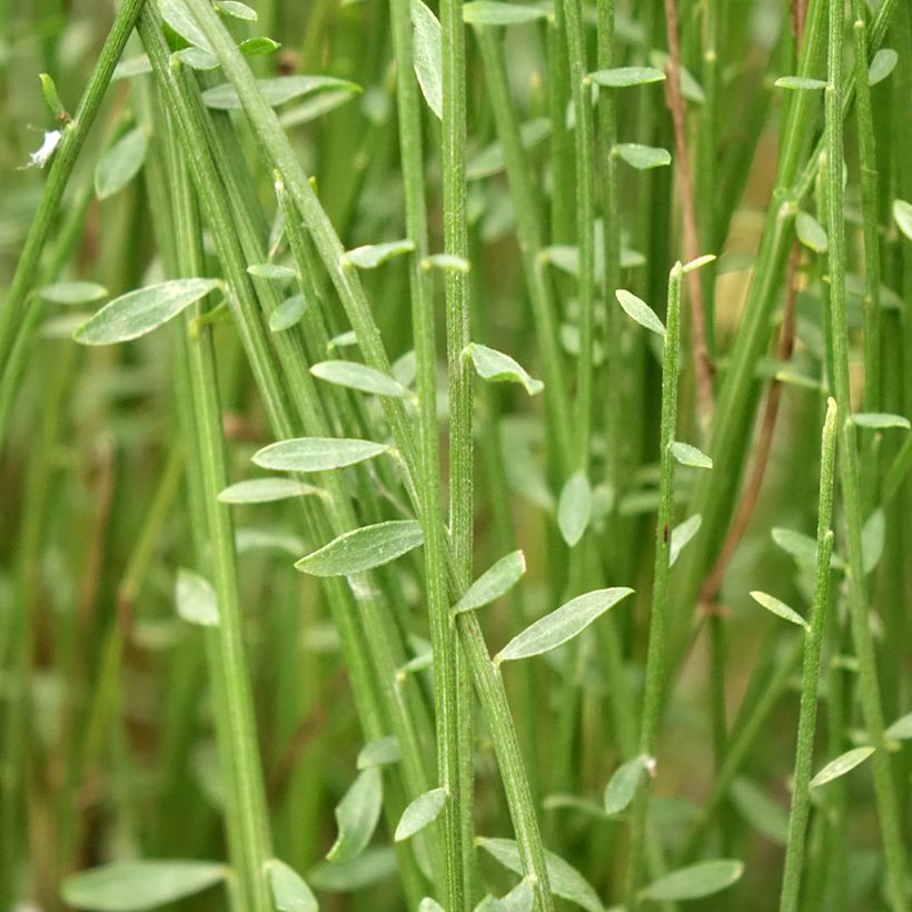 Cytisus praecox Hollandia (Foliage)