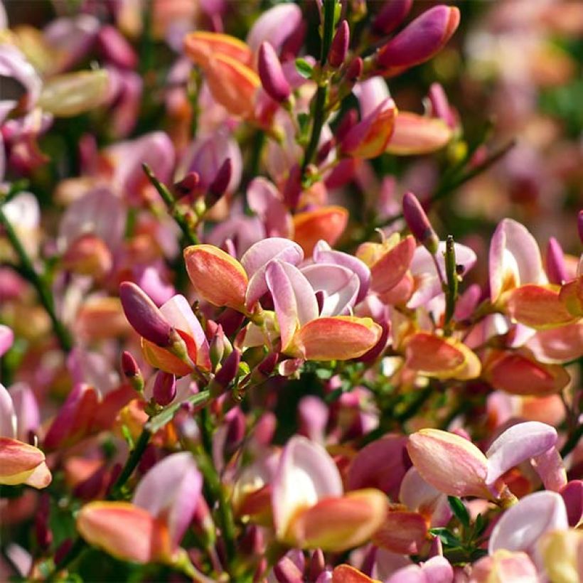 Cytisus procumbens Zeelandia (Flowering)