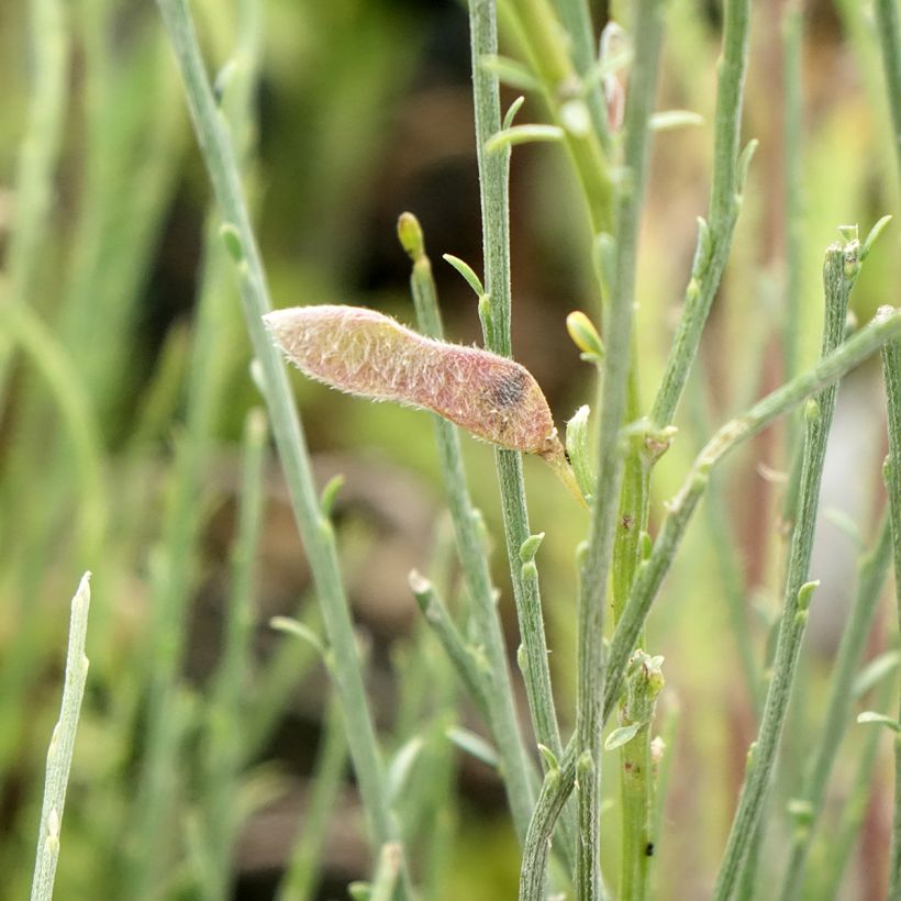 Cytisus praecox (Harvest)