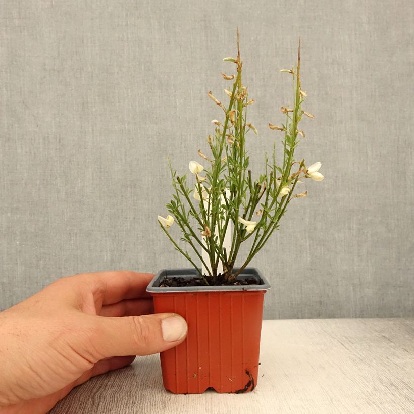 Genêt précoce - Cytisus x praecox - Godet de 8/9 cm sample as delivered in spring