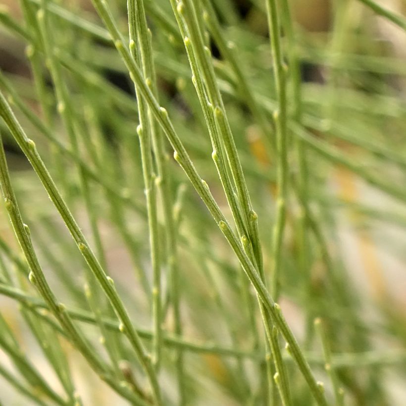 Cytisus praecox (Foliage)