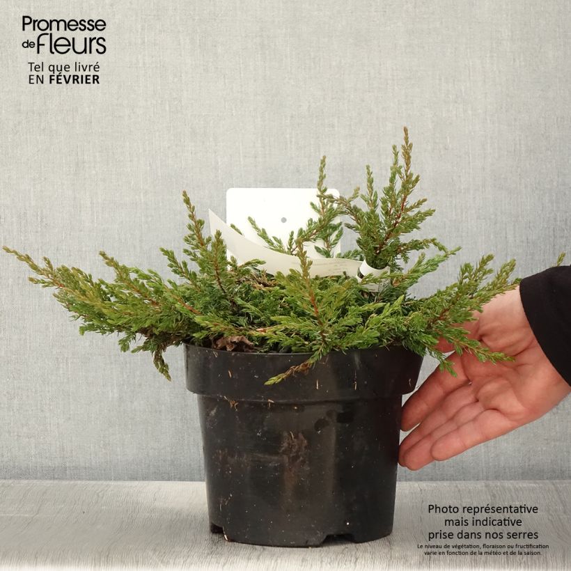 Juniperus communis Goldschatz sample as delivered in winter