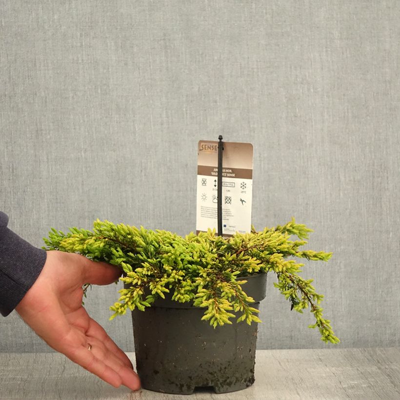 Juniperus communis Goldschatz 2L/3L potShipped height around 25/30cm sample as delivered in spring