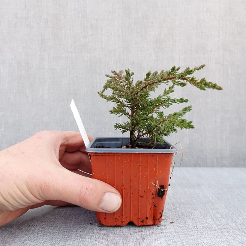 Juniperus communis Repanda 8/9 cm pot sample as delivered in winter