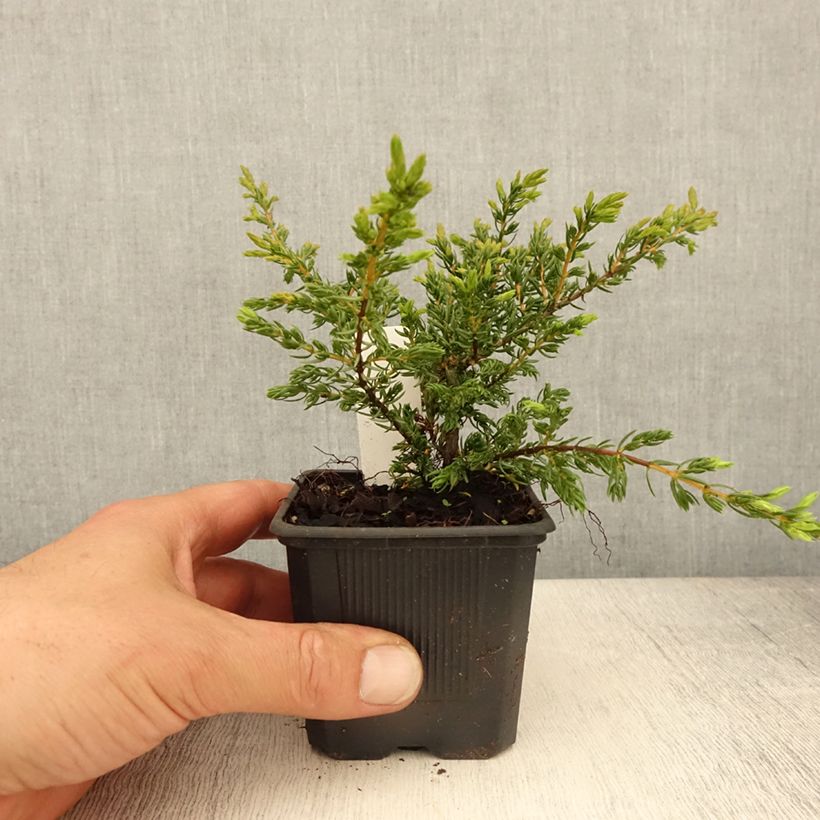 Genévrier commun - Juniperus communis Repanda - Godet de 8/9 cm sample as delivered in spring