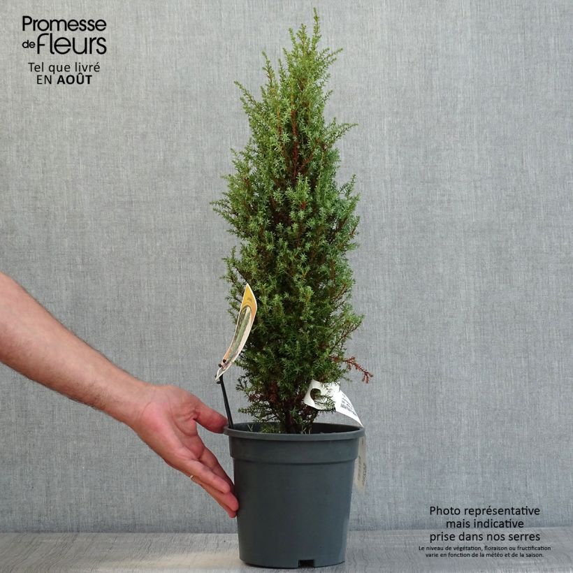 Example of Juniperus communis Compressa as you get in ete