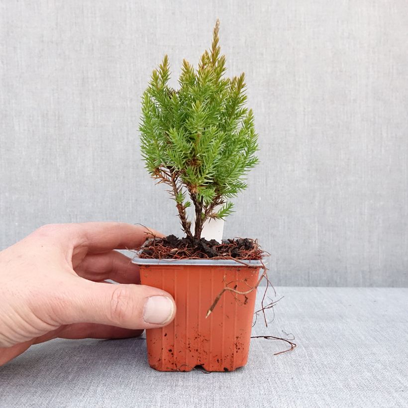 Juniperus chinensis Stricta 8/9 cm pot sample as delivered in winter