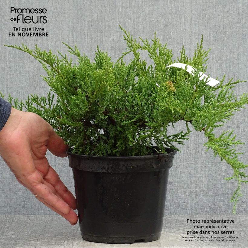 Genévrier de Pfitzer Compact - Juniperus pfitzeriana Compacta Pot de 2L/3L sample as delivered in autumn