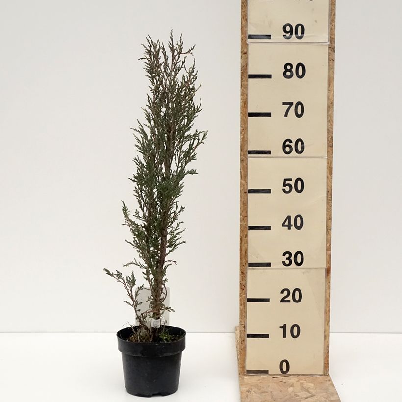 Juniperus scopulorum Blue Ivory 2L/3L potShipped height around 30cm sample as delivered in winter