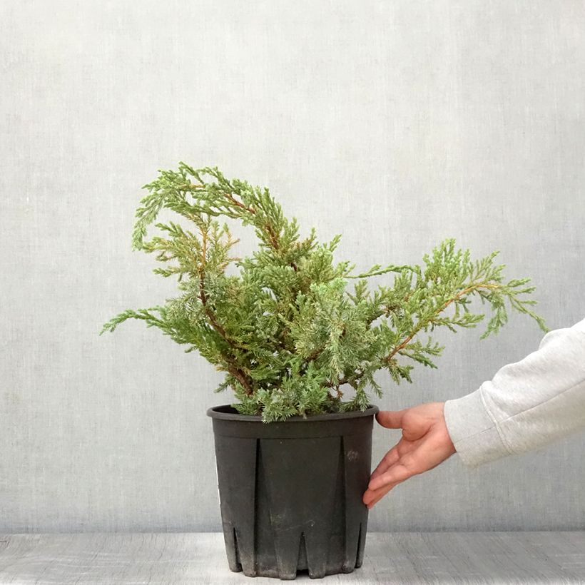 Juniperus squamata Blue Carpet 4L/5L pot sample as delivered in summer