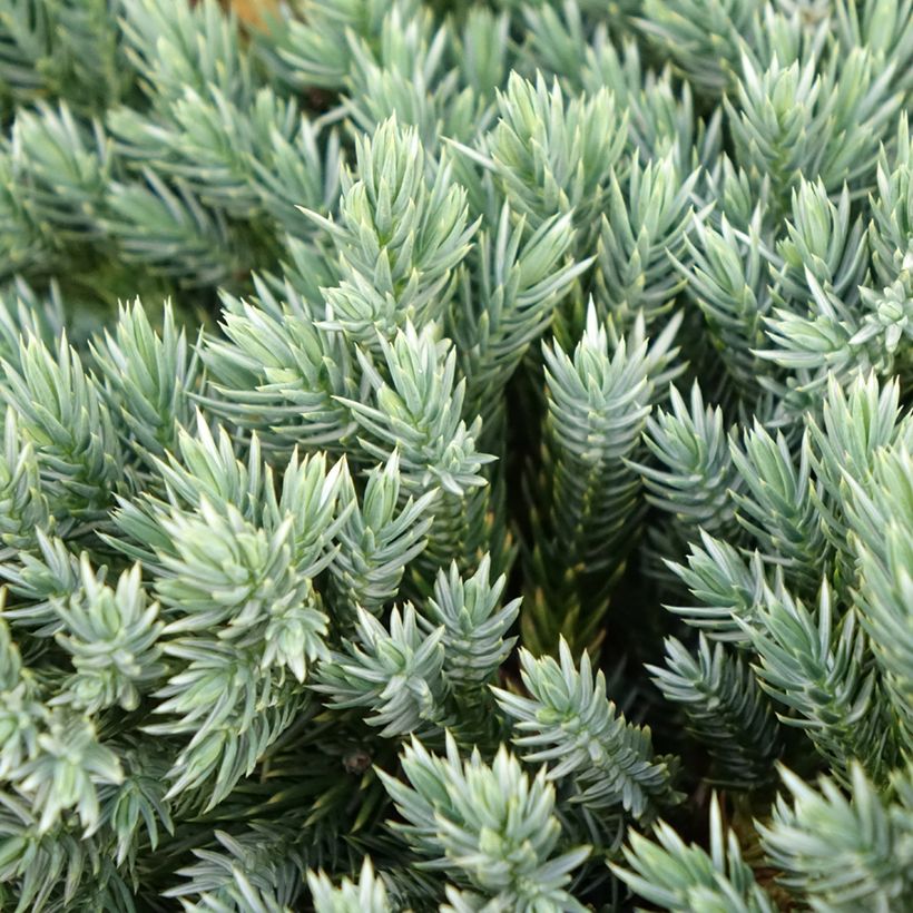 Juniperus squamata Blue Spider (Foliage)