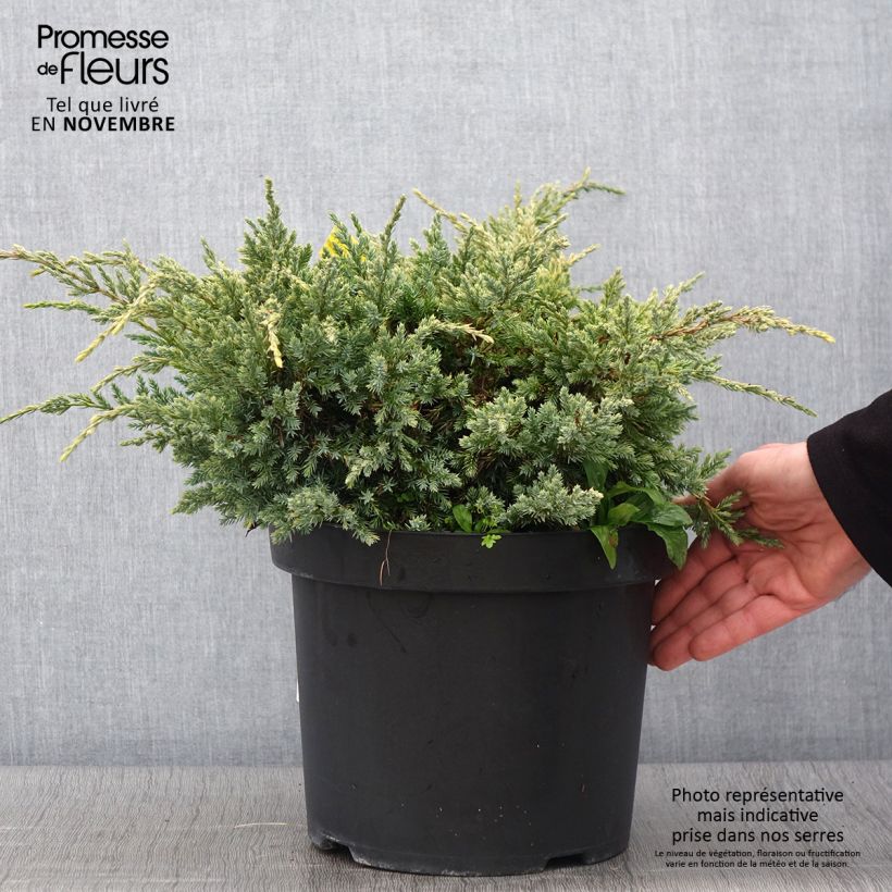 Juniperus squamata Dream Joy 7.5L/10L pot sample as delivered in autumn