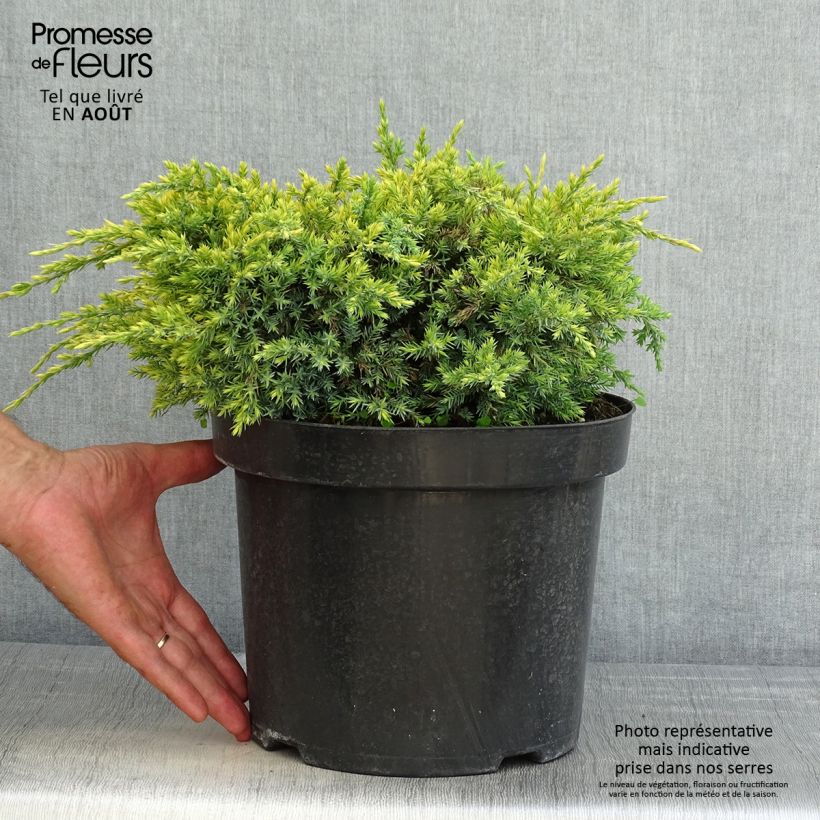 Juniperus squamata Dream Joy 7.5L/10L pot sample as delivered in summer