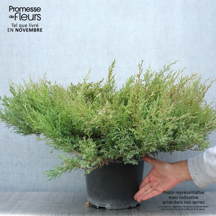 Juniperus horizontalis Andorra Compact 7.5L/10L pot sample as delivered in autumn