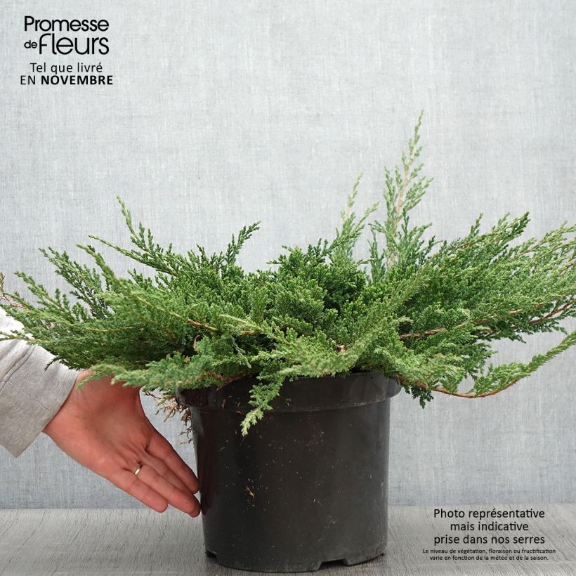 Genévrier horizontal - Juniperus horizontalis Prince Of Wales en pot de 7,5L/10L sample as delivered in autumn