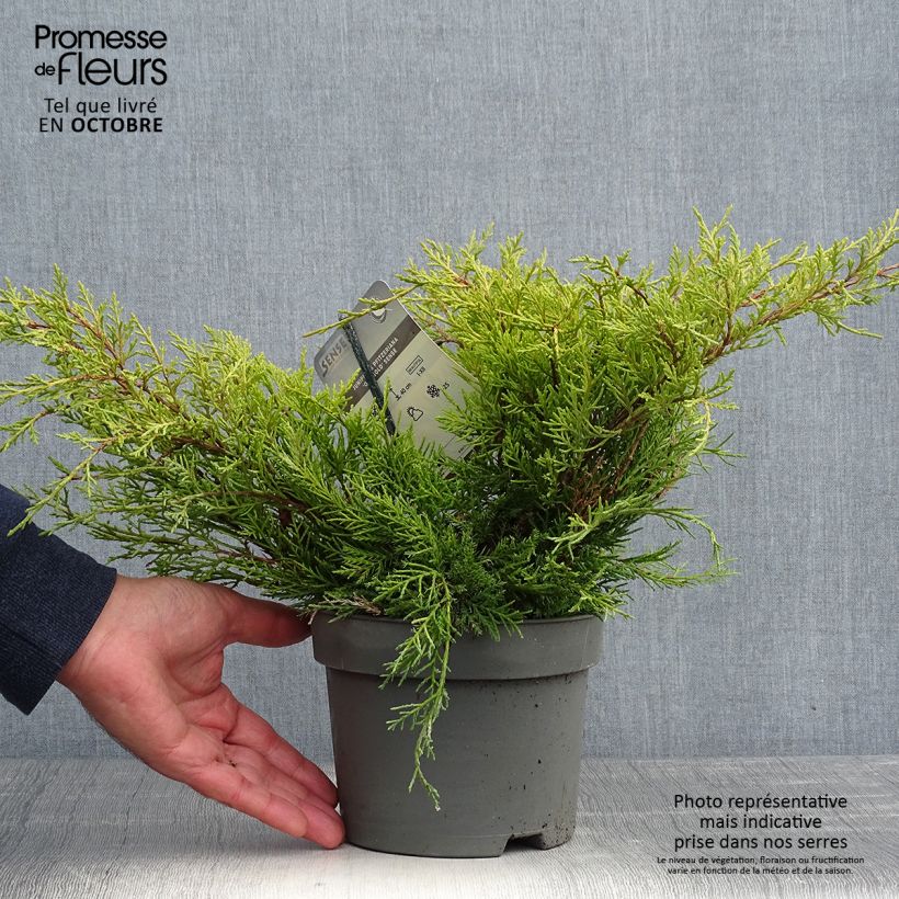 Genévrier - Juniperus pfitzeriana Old Gold                Pot de 2L/3L sample as delivered in autumn