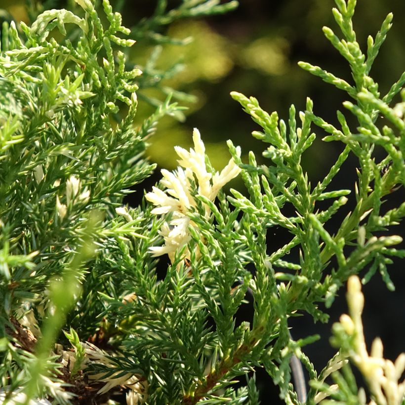 Juniperus pfitzeriana White Splash (Foliage)