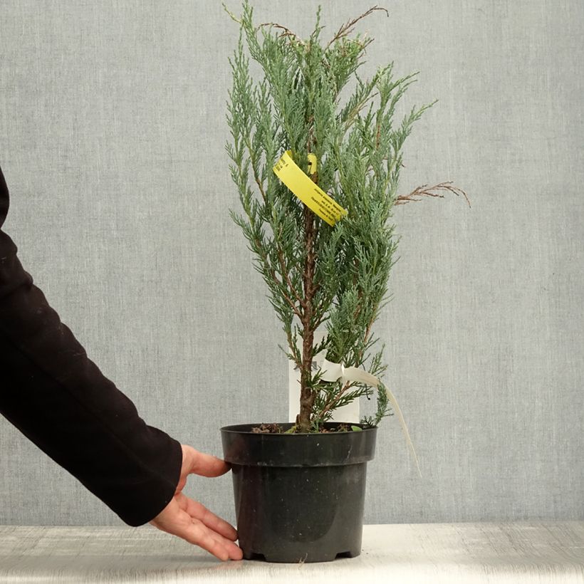 Juniperus scopulorum Moonglow 2L/3L pot sample as delivered in autumn