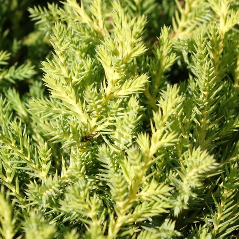 Juniperus x pfitzeriana Gold Star (Foliage)