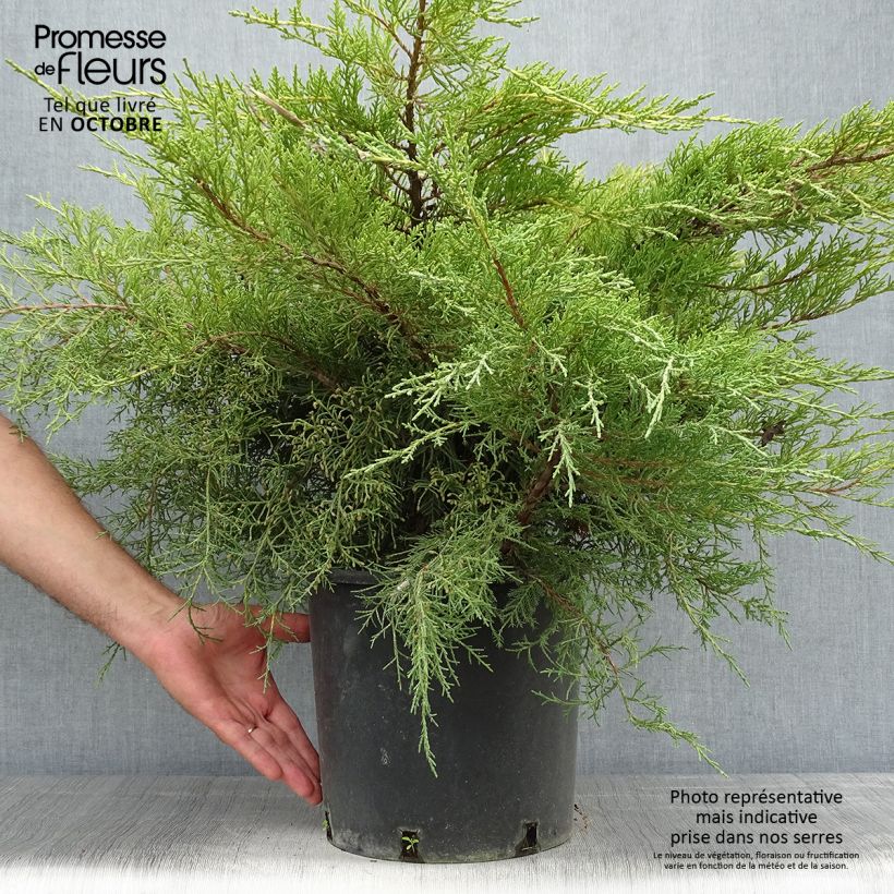 Genévrier - Juniperus x media Pfitzeriana Aurea en pot de 7,5L/10L sample as delivered in autumn