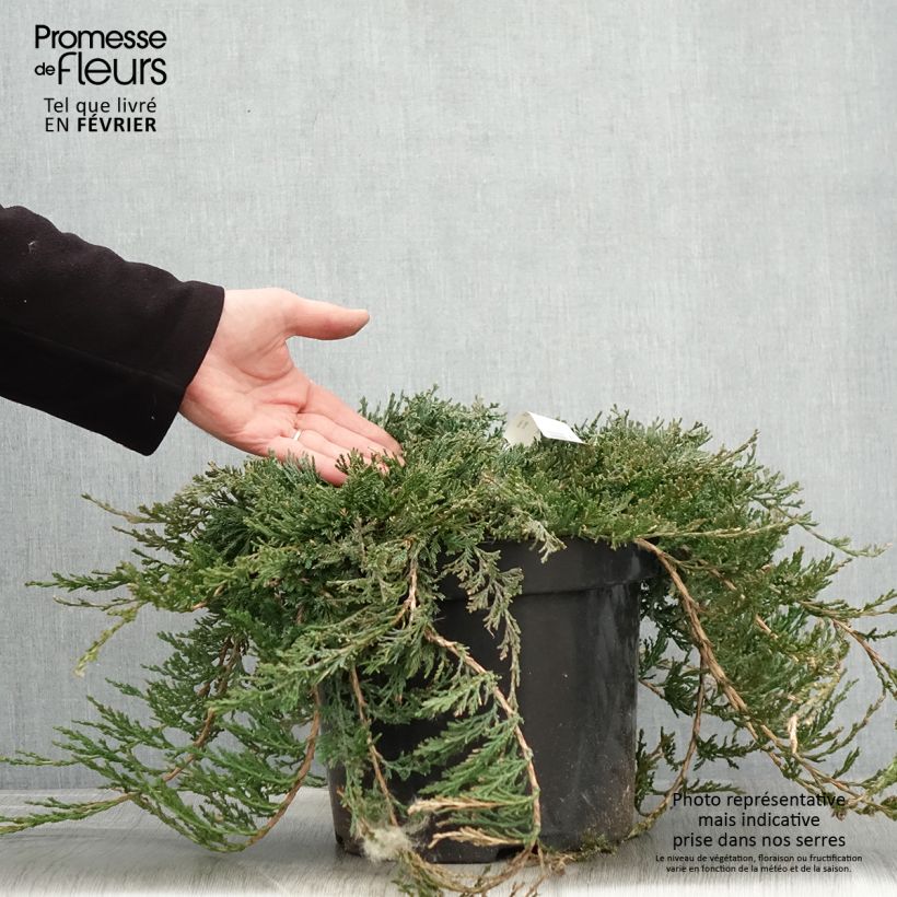 Genévrier rampant - Juniperus horizontalis Wiltonii en pot de 7,5L/10L sample as delivered in winter