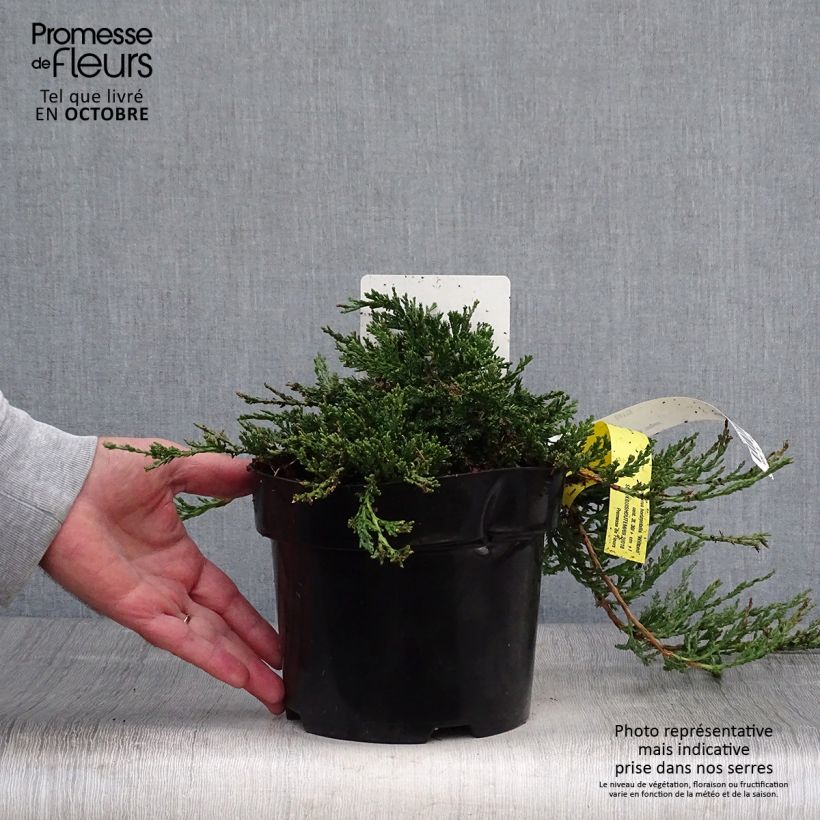 Genévrier rampant - Juniperus horizontalis Wiltonii Pot de 3L/4L sample as delivered in autumn