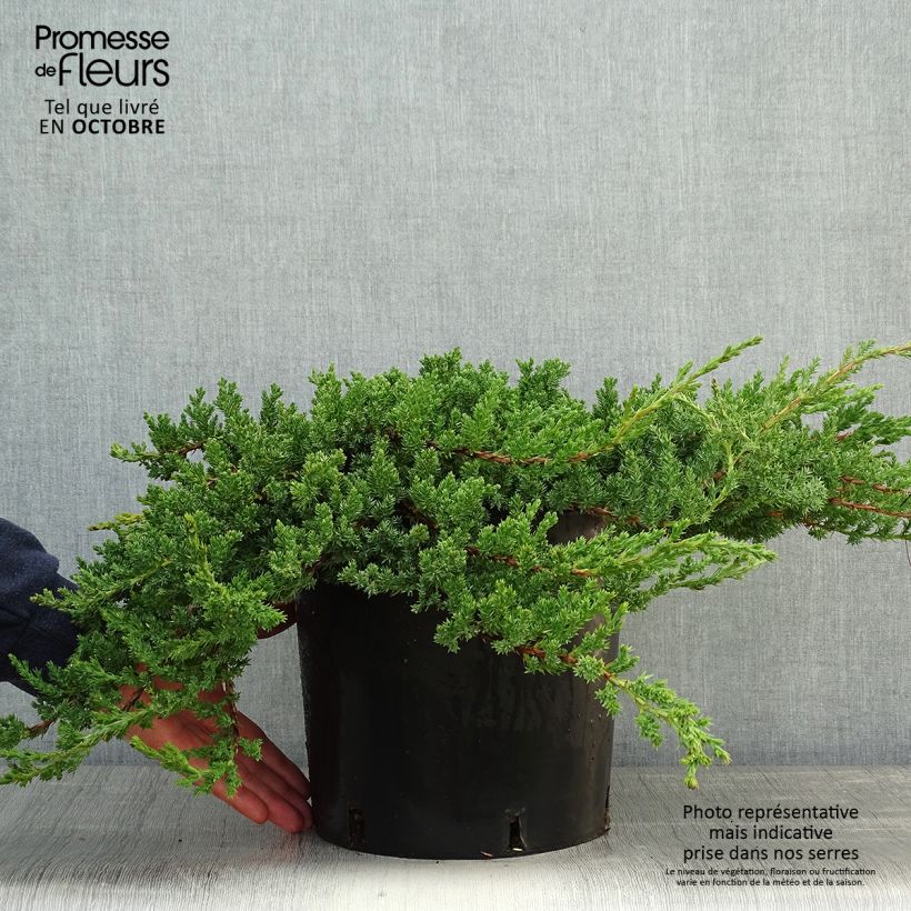 Genévrier rampant - Juniperus procumbens Nana en pot de 7,5L/10L sample as delivered in autumn