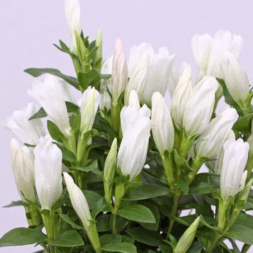 Gentiana makinoi White Magic (Flowering)