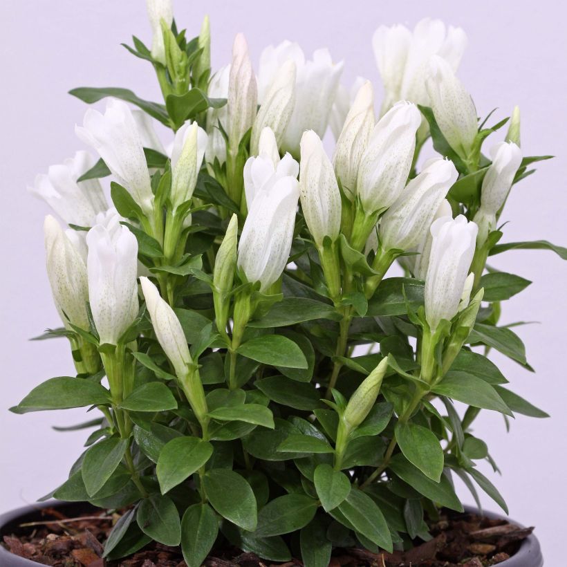 Gentiana makinoi White Magic (Plant habit)