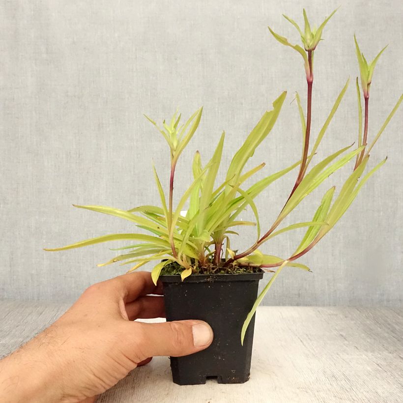 Gentiana dahurica 8/9 cm pot sample as delivered in summer