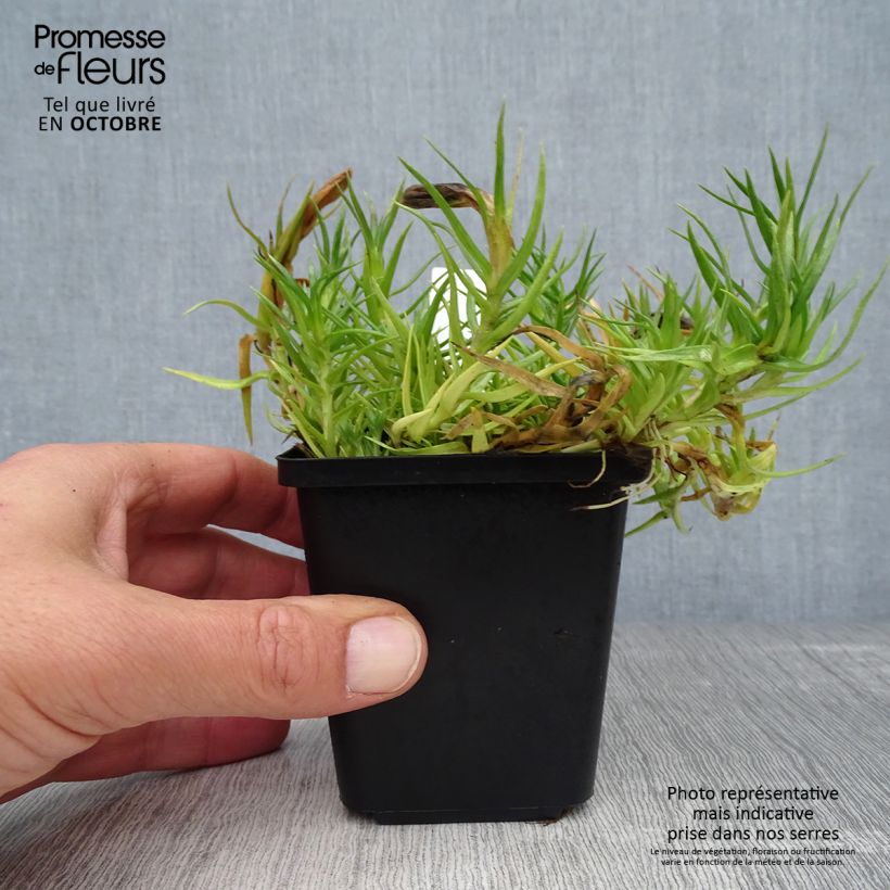 Gentiana sino-ornata 8/9 cm pot sample as delivered in autumn