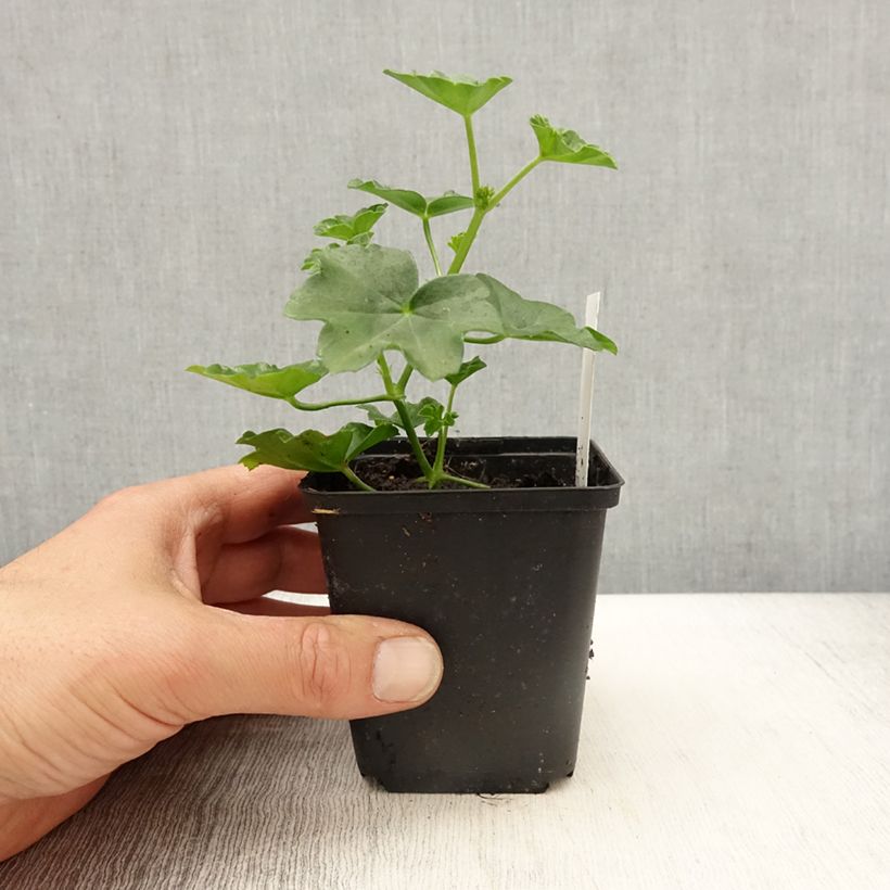 Pelargonium  peltatum Balcon Imperial Red 10cm/11cm pot sample as delivered in spring