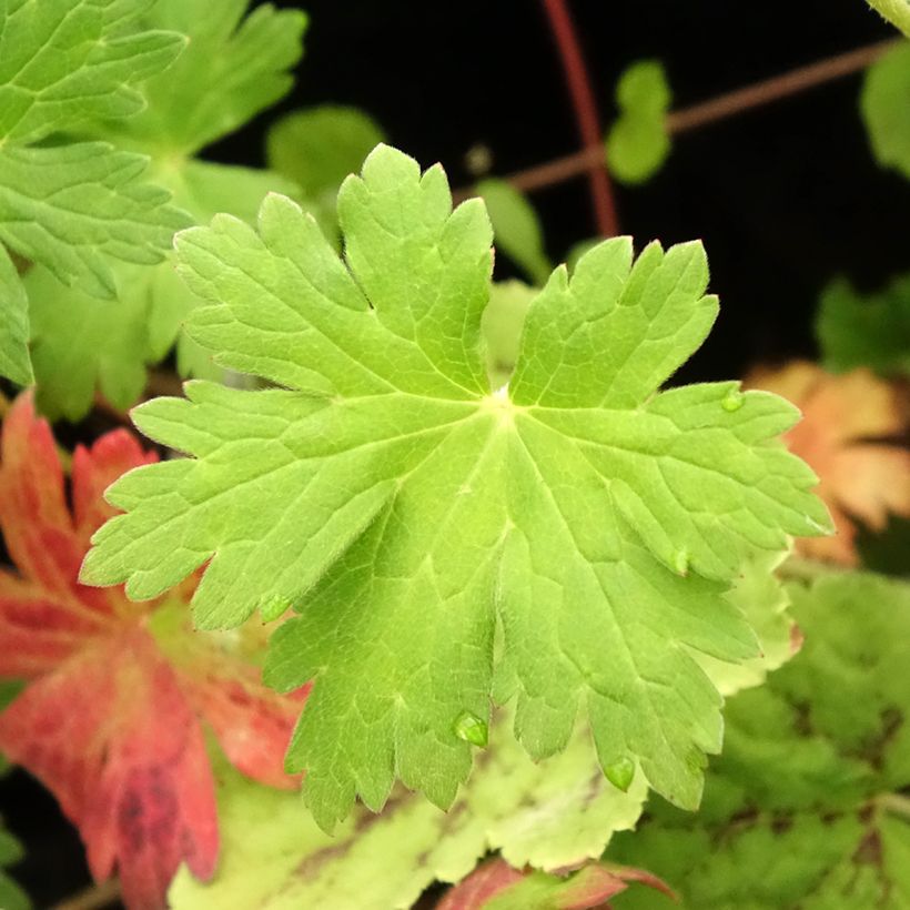 Geranium Anne Thomson (Foliage)