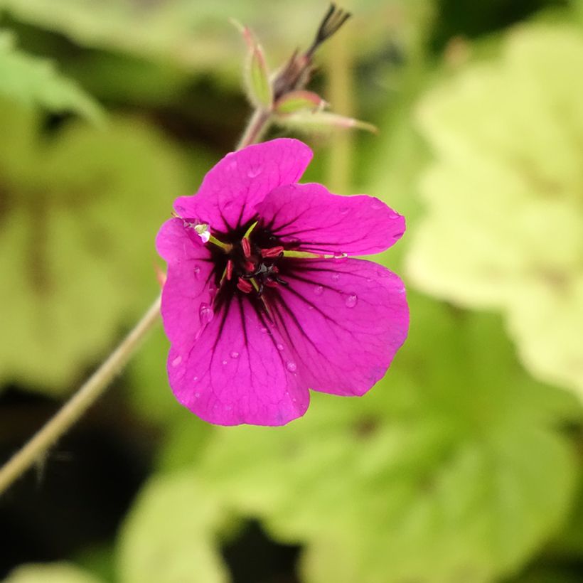 Geranium Anne Thomson (Flowering)