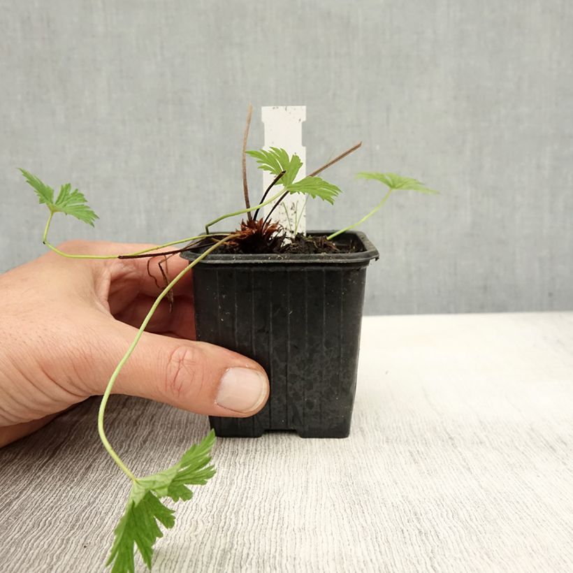 Geranium Blue Cloud 8/9 cm pot sample as delivered in autumn