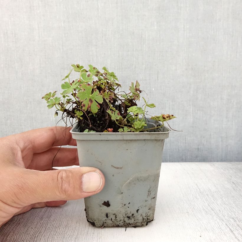 Geranium cantabrigiense Cambridge 8/9 cm pot sample as delivered in summer