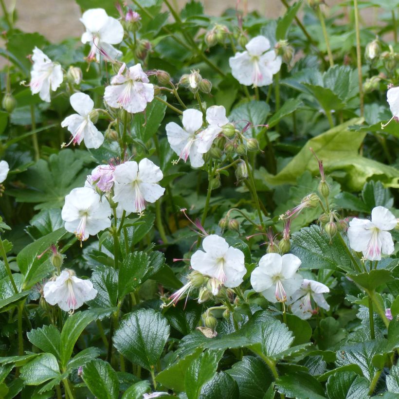Geranium cantabrigiense St Ola (Flowering)