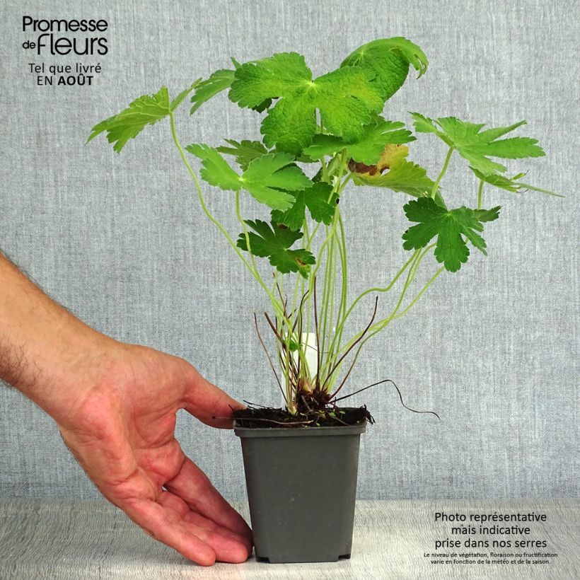 Geranium Chantilly 8/9 cm pot sample as delivered in summer
