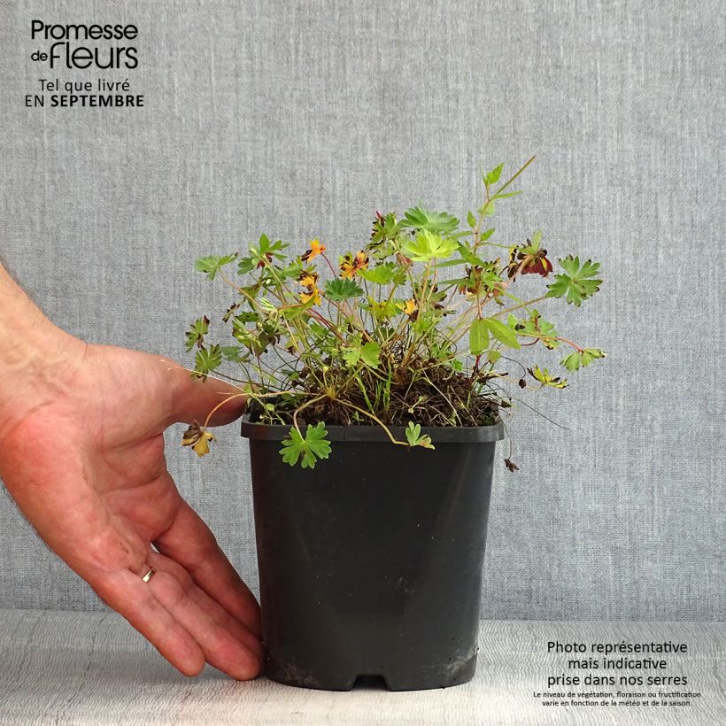 Geranium cinereum Laurence Flatman 1.5L/2L pot sample as delivered in summer