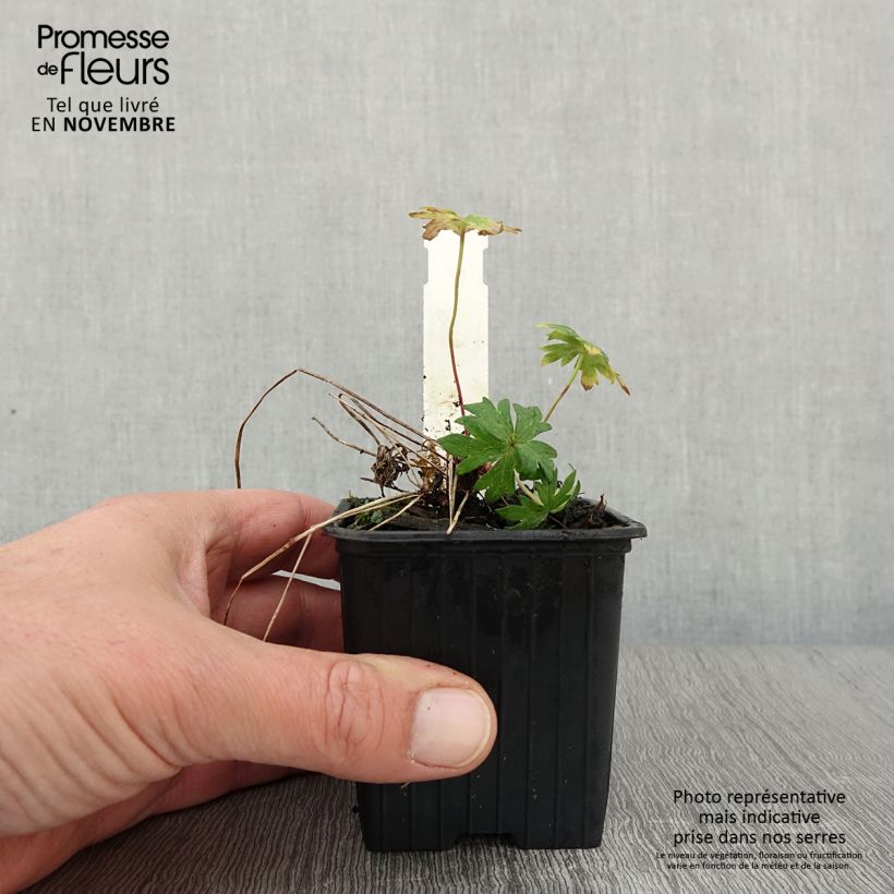 Geranium clarkei Kashmir Purple 8/9 cm pot sample as delivered in autumn
